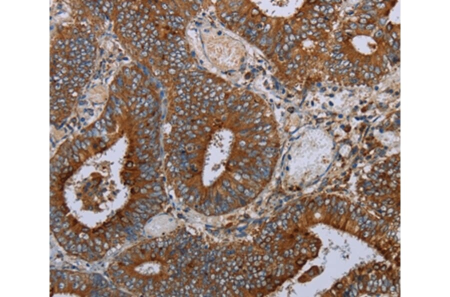 Immunohistochemistry - MAFF Antibody from Signalway Antibody (36964) - Antibodies.com