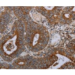 Immunohistochemistry - MAFF Antibody from Signalway Antibody (36964) - Antibodies.com