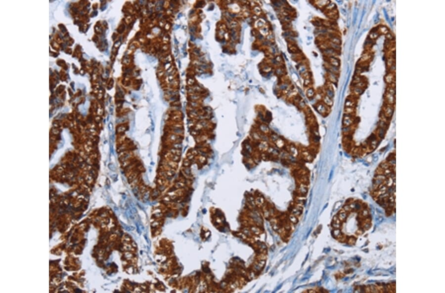 Immunohistochemistry - MAFF Antibody from Signalway Antibody (36964) - Antibodies.com