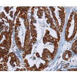 Immunohistochemistry - MAFF Antibody from Signalway Antibody (36964) - Antibodies.com
