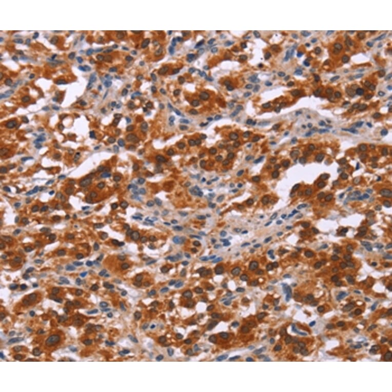 Immunohistochemistry - PAX9 Antibody from Signalway Antibody (37015) - Antibodies.com