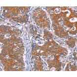Immunohistochemistry - PAX9 Antibody from Signalway Antibody (37015) - Antibodies.com