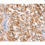 Immunohistochemistry - SPRN Antibody from Signalway Antibody (37026) - Antibodies.com