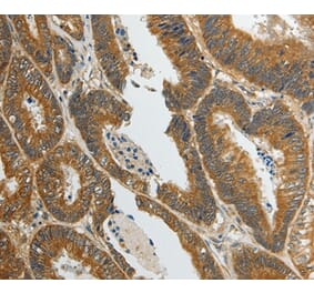 Immunohistochemistry - SUN5 Antibody from Signalway Antibody (37040) - Antibodies.com