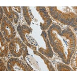 Immunohistochemistry - SUN5 Antibody from Signalway Antibody (37040) - Antibodies.com