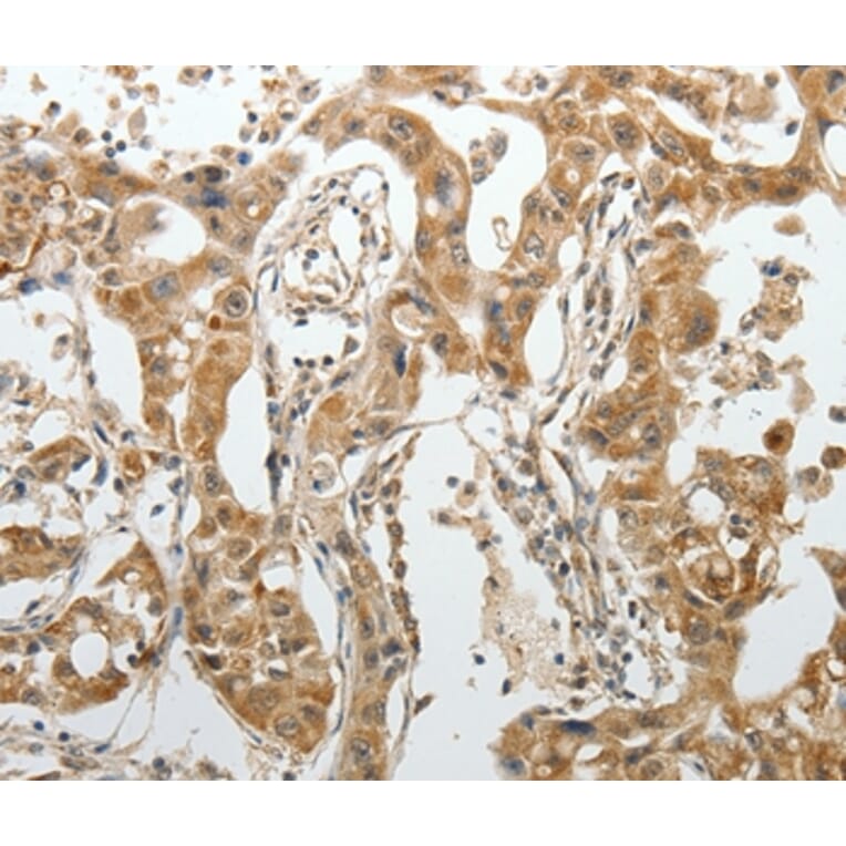 Immunohistochemistry - SUN5 Antibody from Signalway Antibody (37040) - Antibodies.com