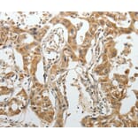 Immunohistochemistry - SUN5 Antibody from Signalway Antibody (37040) - Antibodies.com