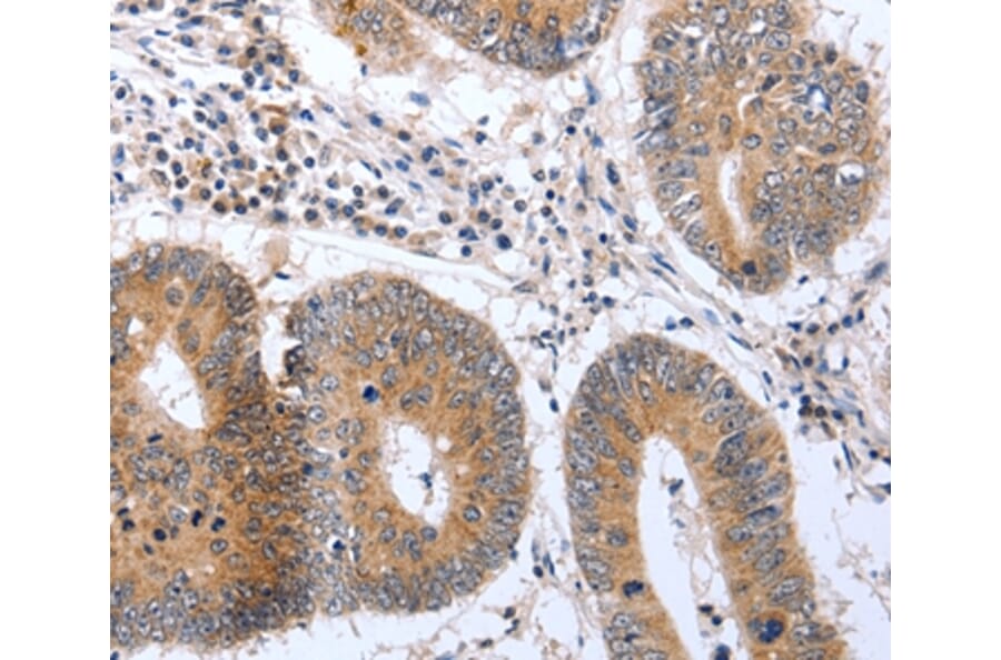 Immunohistochemistry - PSPN Antibody from Signalway Antibody (37041) - Antibodies.com
