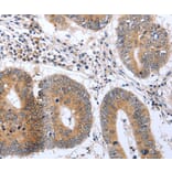 Immunohistochemistry - PSPN Antibody from Signalway Antibody (37041) - Antibodies.com