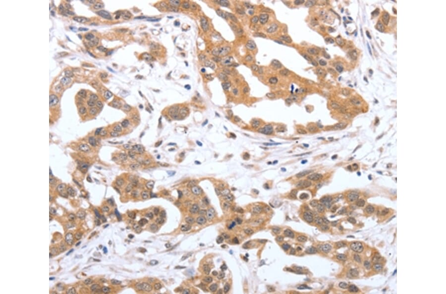 Immunohistochemistry - PSPN Antibody from Signalway Antibody (37041) - Antibodies.com