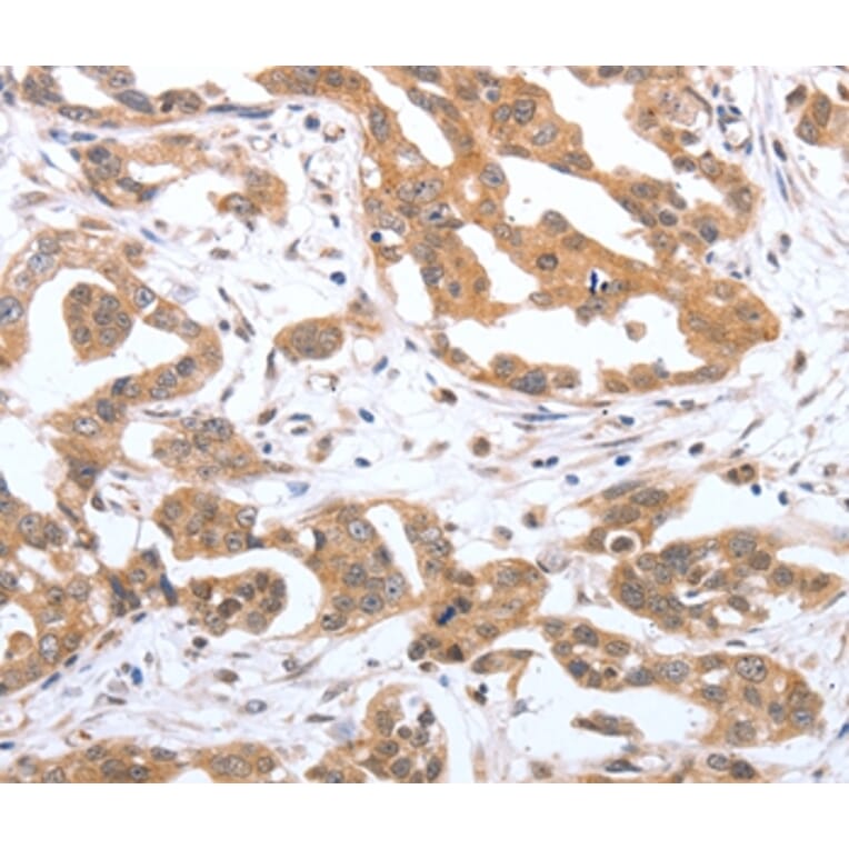Immunohistochemistry - PSPN Antibody from Signalway Antibody (37041) - Antibodies.com