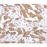 Immunohistochemistry - PSPN Antibody from Signalway Antibody (37041) - Antibodies.com
