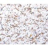 Immunohistochemistry - VIMP Antibody from Signalway Antibody (37045) - Antibodies.com