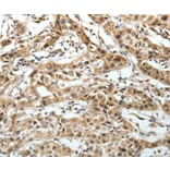 Immunohistochemistry - FZD3 Antibody from Signalway Antibody (37069) - Antibodies.com