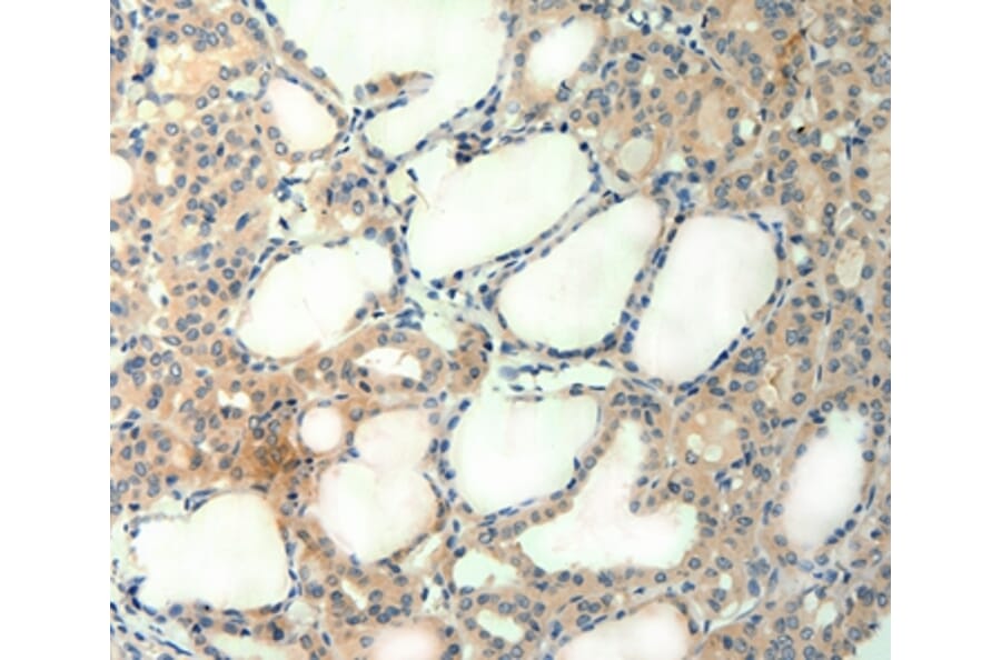 Immunohistochemistry - AGRN Antibody from Signalway Antibody (37092) - Antibodies.com