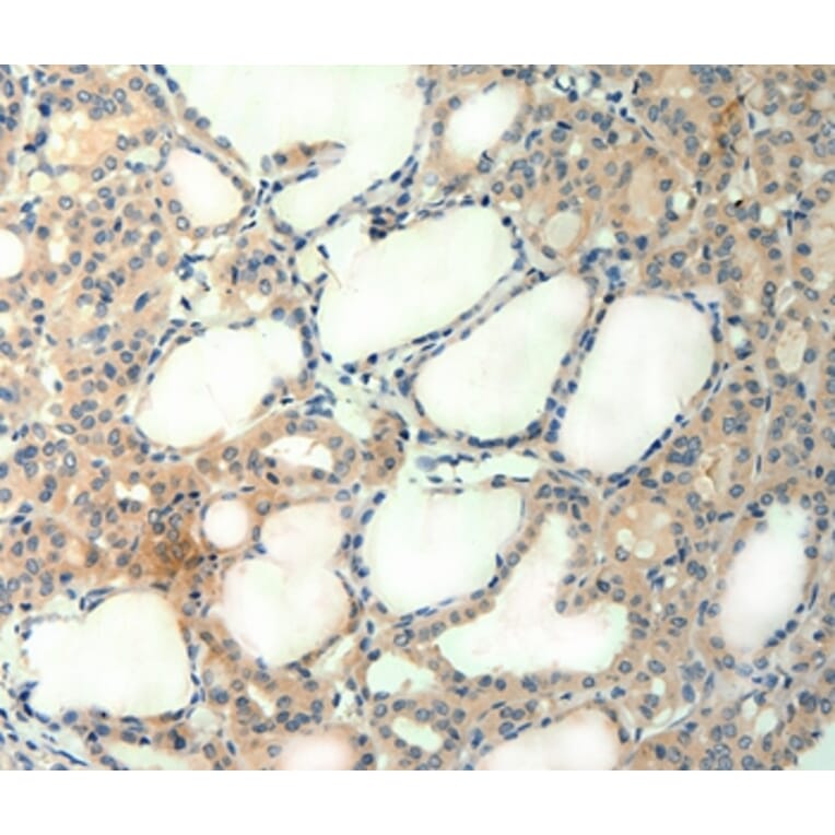 Immunohistochemistry - AGRN Antibody from Signalway Antibody (37092) - Antibodies.com