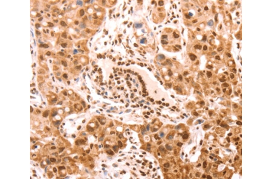 Immunohistochemistry - AMD1 Antibody from Signalway Antibody (37098) - Antibodies.com