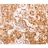 Immunohistochemistry - AMD1 Antibody from Signalway Antibody (37098) - Antibodies.com