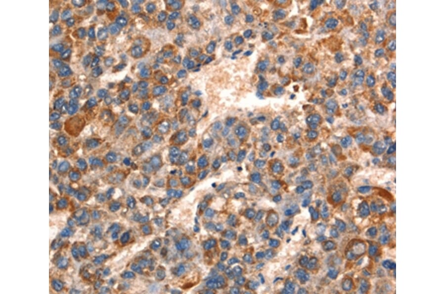 Immunohistochemistry - GJA8 Antibody from Signalway Antibody (37121) - Antibodies.com