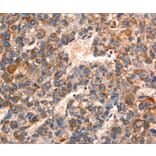 Immunohistochemistry - GJA8 Antibody from Signalway Antibody (37121) - Antibodies.com