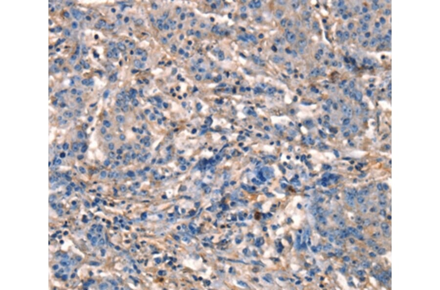 Immunohistochemistry - GJA8 Antibody from Signalway Antibody (37121) - Antibodies.com