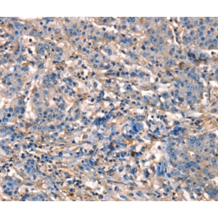 Immunohistochemistry - GJA8 Antibody from Signalway Antibody (37121) - Antibodies.com