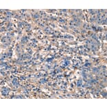 Immunohistochemistry - GJA8 Antibody from Signalway Antibody (37121) - Antibodies.com