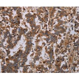 Immunohistochemistry - GDF2 Antibody from Signalway Antibody (37122) - Antibodies.com