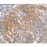 Immunohistochemistry - BFAR Antibody from Signalway Antibody (37153) - Antibodies.com