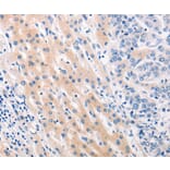 Immunohistochemistry - MUC2 Antibody from Signalway Antibody (37169) - Antibodies.com