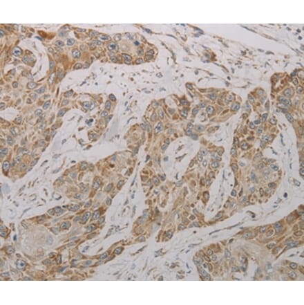 Immunohistochemistry - TAC1 Antibody from Signalway Antibody (37188) - Antibodies.com