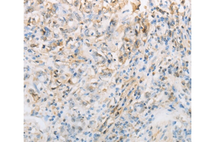 Immunohistochemistry - NPPC Antibody from Signalway Antibody (37196) - Antibodies.com