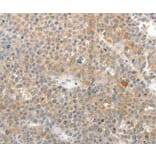 Immunohistochemistry - SV2A Antibody from Signalway Antibody (37263) - Antibodies.com