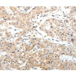 Immunohistochemistry - SV2A Antibody from Signalway Antibody (37263) - Antibodies.com