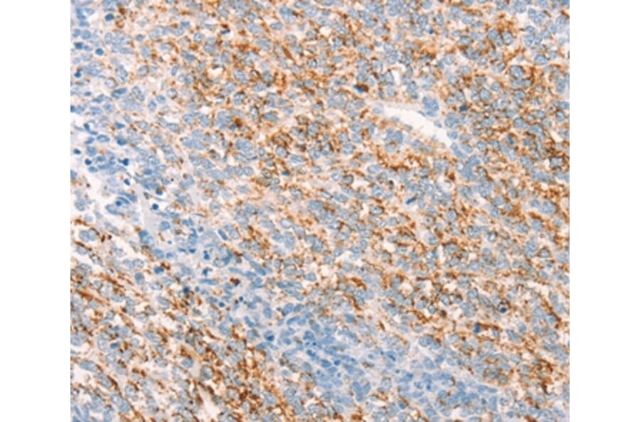 Immunohistochemistry - THY1 Antibody from Signalway Antibody (37275) - Antibodies.com