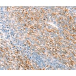 Immunohistochemistry - THY1 Antibody from Signalway Antibody (37275) - Antibodies.com