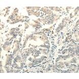 Immunohistochemistry - FZD8 Antibody from Signalway Antibody (37297) - Antibodies.com