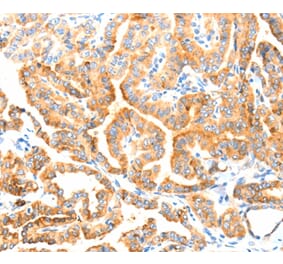 Immunohistochemistry - MANF Antibody from Signalway Antibody (37346) - Antibodies.com