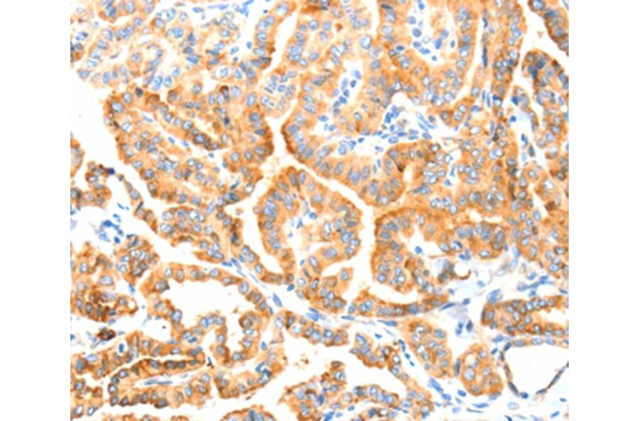 Immunohistochemistry - MANF Antibody from Signalway Antibody (37346) - Antibodies.com