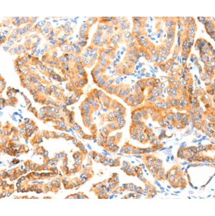 Immunohistochemistry - MANF Antibody from Signalway Antibody (37346) - Antibodies.com