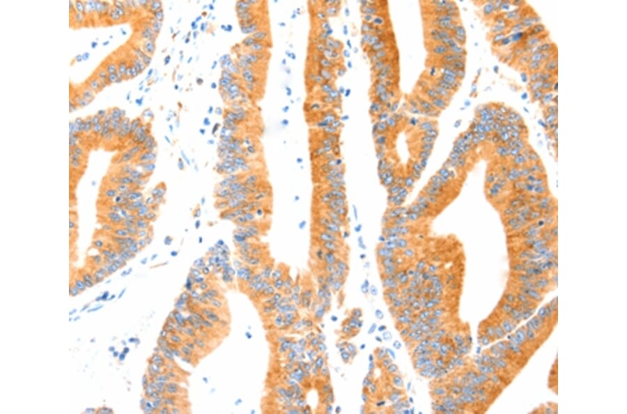 Immunohistochemistry - MANF Antibody from Signalway Antibody (37346) - Antibodies.com