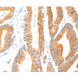 Immunohistochemistry - MANF Antibody from Signalway Antibody (37346) - Antibodies.com