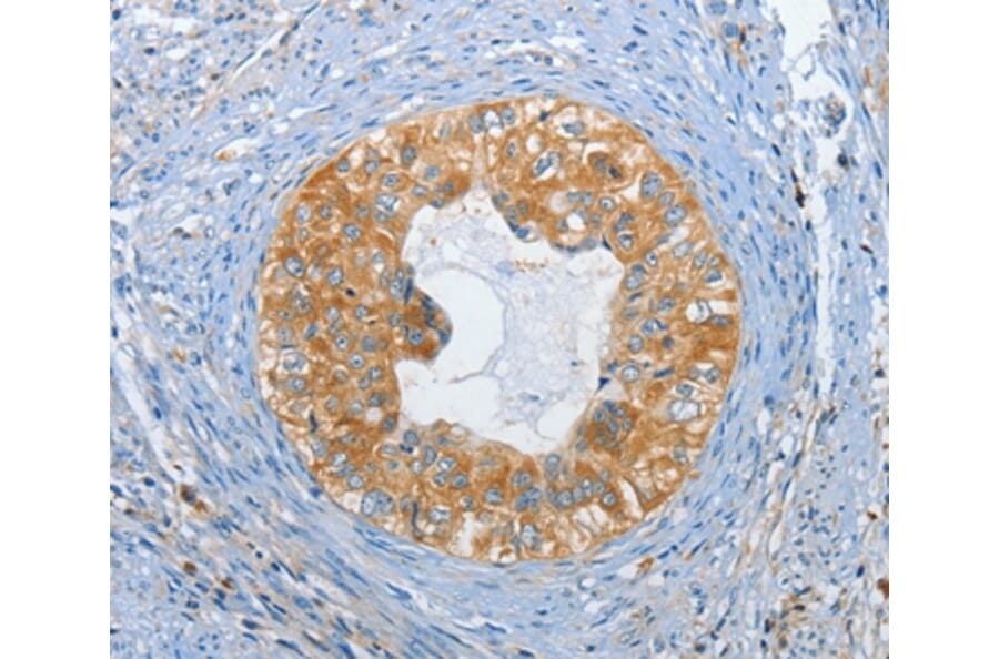 Immunohistochemistry - DGKZ Antibody from Signalway Antibody (37376) - Antibodies.com