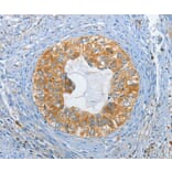 Immunohistochemistry - DGKZ Antibody from Signalway Antibody (37376) - Antibodies.com