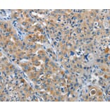 Immunohistochemistry - NEK1 Antibody from Signalway Antibody (37377) - Antibodies.com