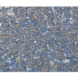 Immunohistochemistry - NEK5 Antibody from Signalway Antibody (37379) - Antibodies.com