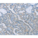 Immunohistochemistry - NEK5 Antibody from Signalway Antibody (37379) - Antibodies.com
