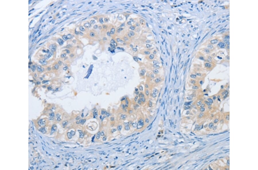 Immunohistochemistry - NEK9 Antibody from Signalway Antibody (37380) - Antibodies.com