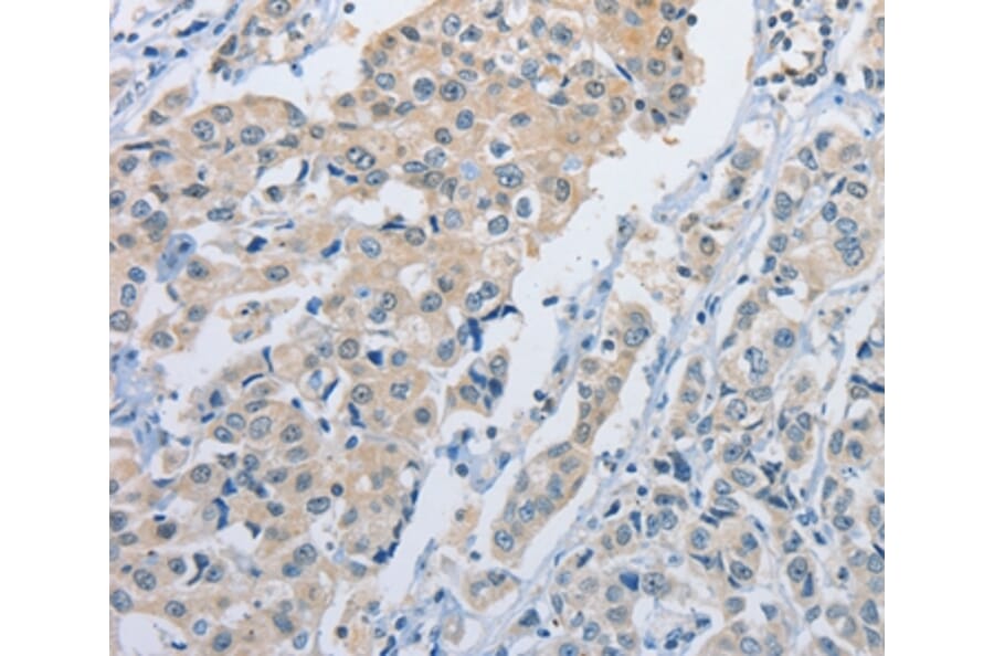 Immunohistochemistry - NEK9 Antibody from Signalway Antibody (37380) - Antibodies.com