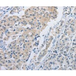 Immunohistochemistry - NEK9 Antibody from Signalway Antibody (37380) - Antibodies.com